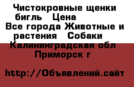 Чистокровные щенки бигль › Цена ­ 15 000 - Все города Животные и растения » Собаки   . Калининградская обл.,Приморск г.